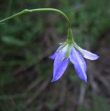 Campanula altaica