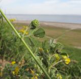 Medicago rigidula