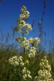 Galium album. Верхушка цветущего растения. Новгородская обл., г. Боровичи, Бобровские горы, луг. 28.06.2015.