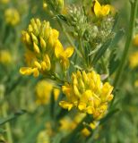 Medicago falcata. Раскрывшиеся и нераскрывшиеся соцветия. Восточный Казахстан, Уланский р-н, окр. с. Украинка, остепнённый луг. 12.06.2015.