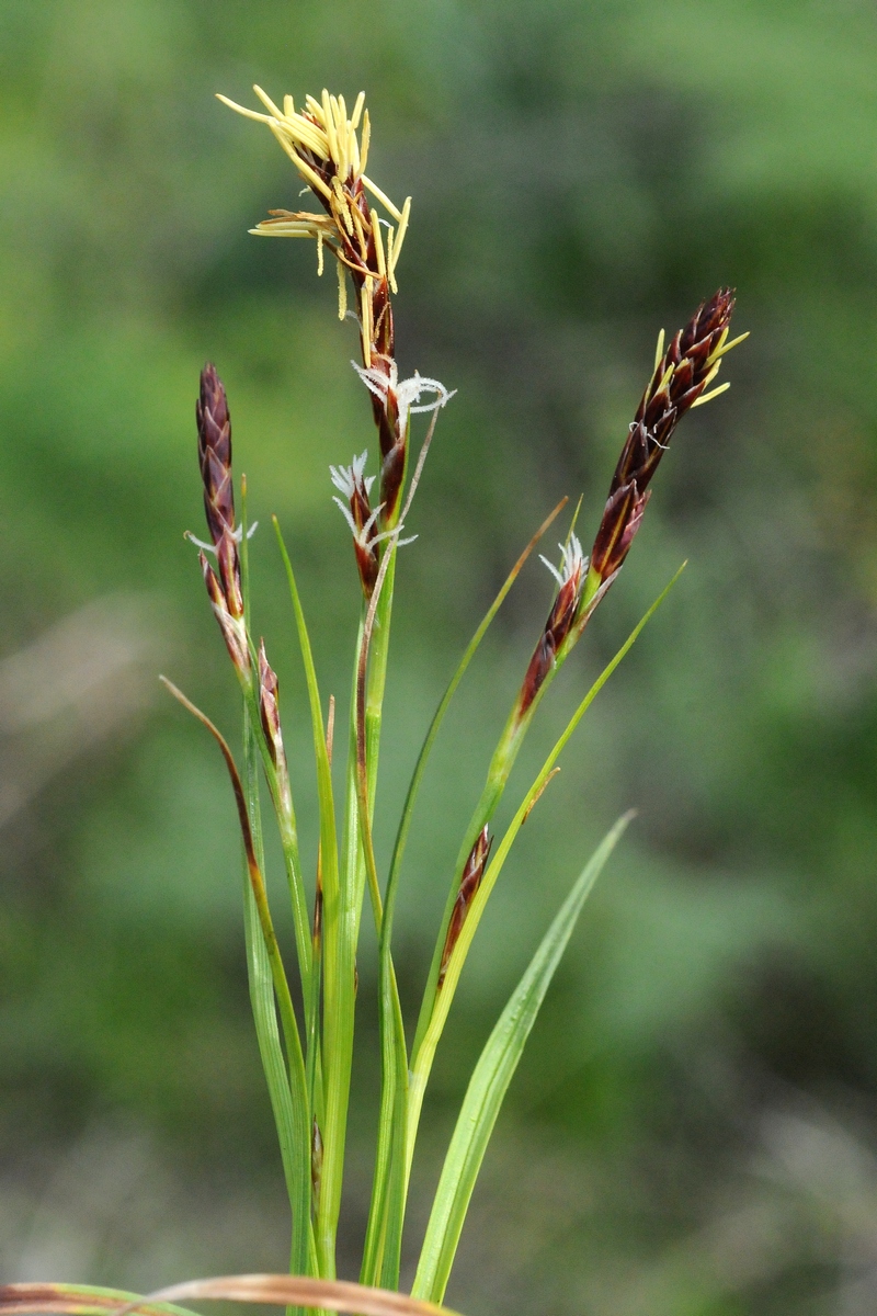 Изображение особи Carex turkestanica.