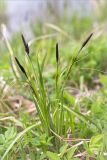 Carex acuta