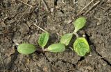 Arctium tomentosum