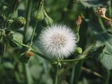 Sonchus oleraceus