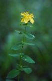 Hypericum maculatum