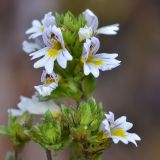 Euphrasia regelii