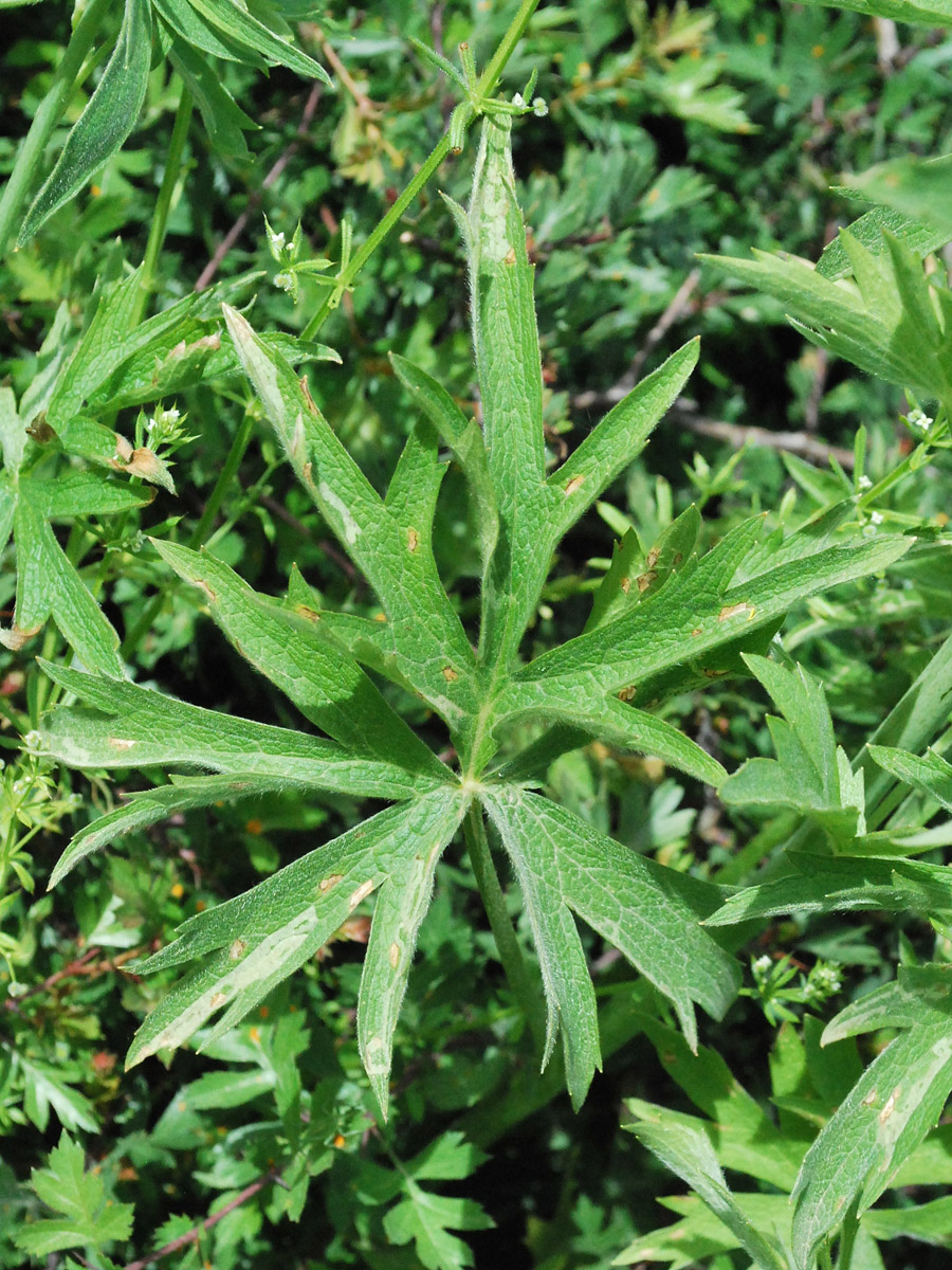 Изображение особи Ranunculus sericeus.