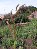 Echinochloa crus-galli