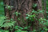 Trientalis europaea