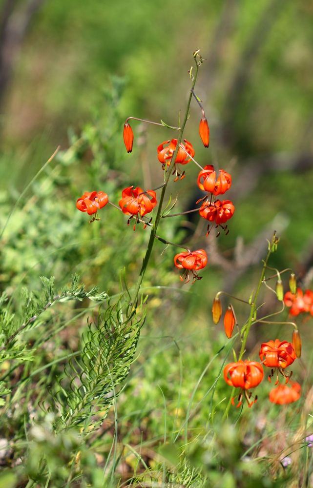 Изображение особи Lilium pumilum.