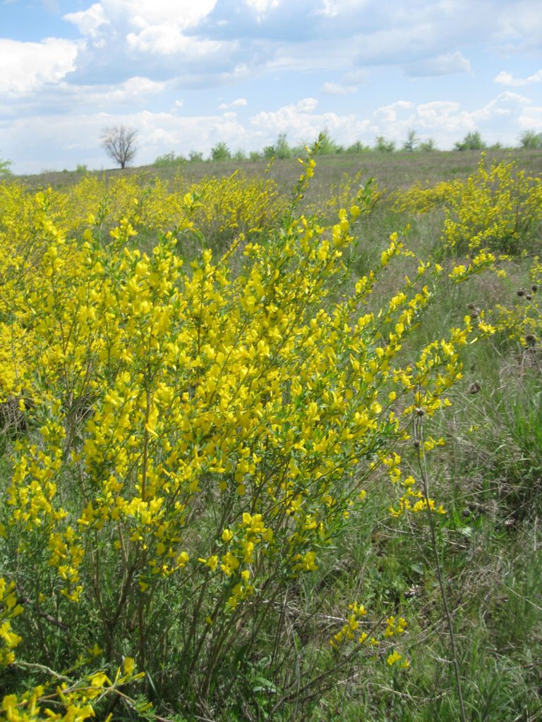 Изображение особи Chamaecytisus ruthenicus.