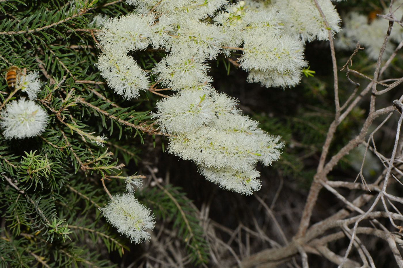 Изображение особи Melaleuca halmaturorum.