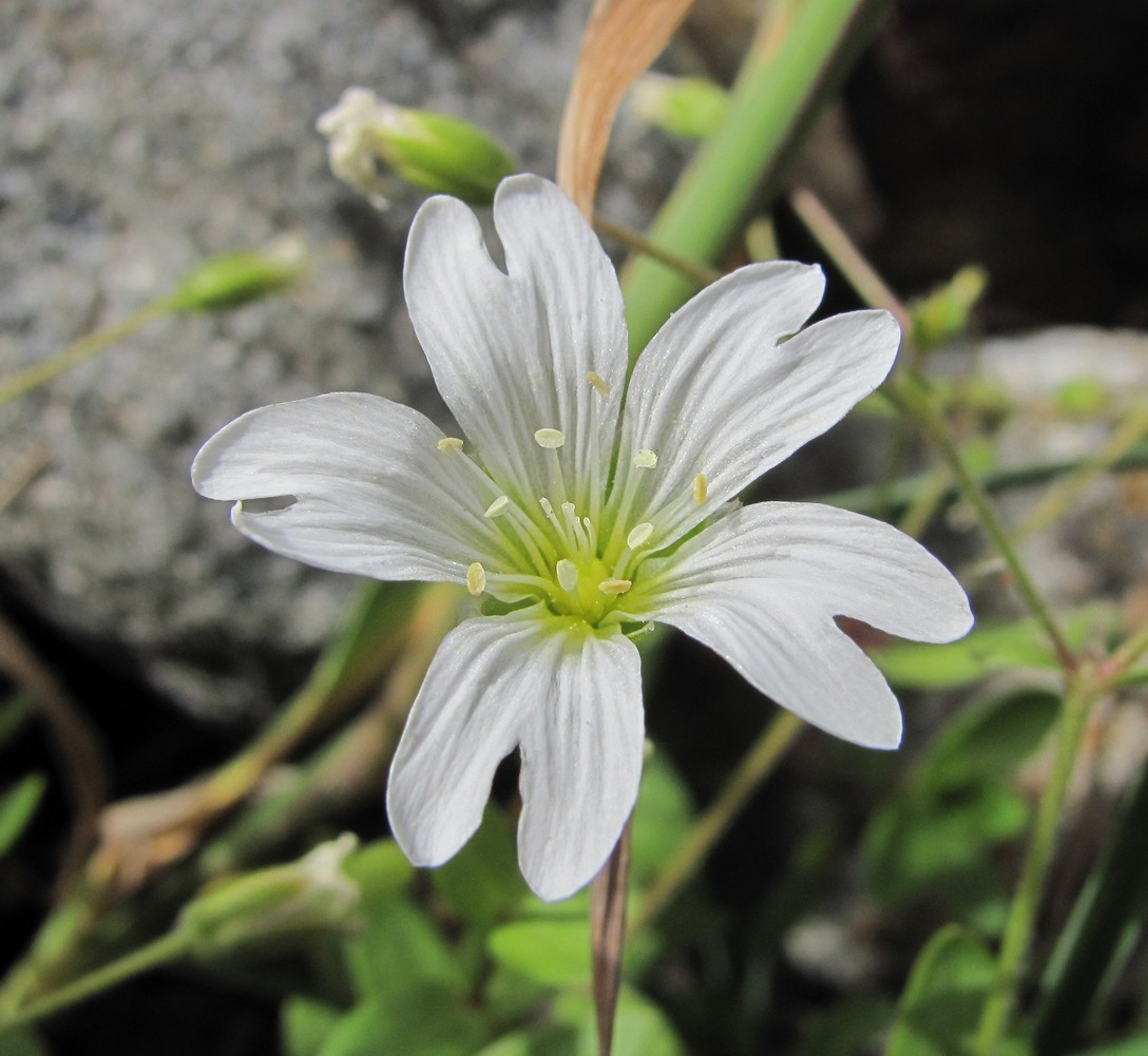 Изображение особи Cerastium polymorphum.