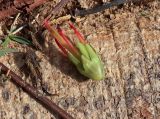 Acrocarpus fraxinifolius. Опавший цветок. Израиль, г. Кирьят-Оно, сквер. 04.03.2018.