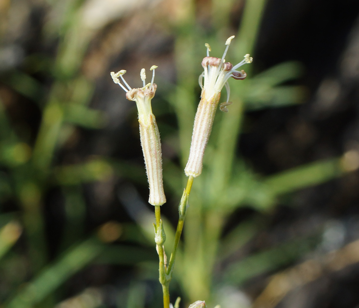 Изображение особи Silene alexandrae.