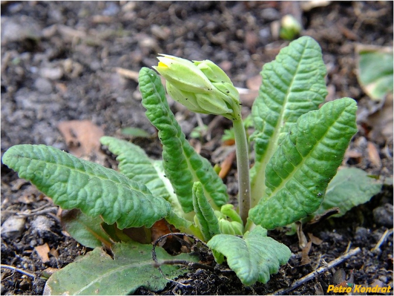 Изображение особи Primula veris.