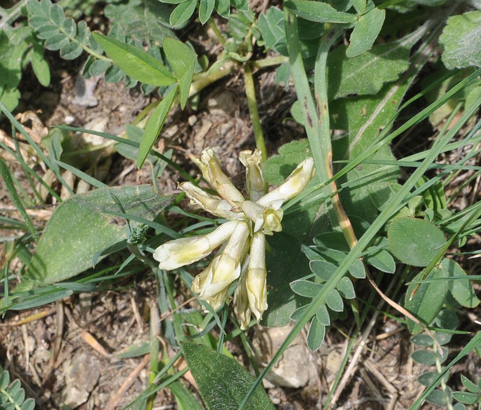 Изображение особи Astragalus resupinatus.