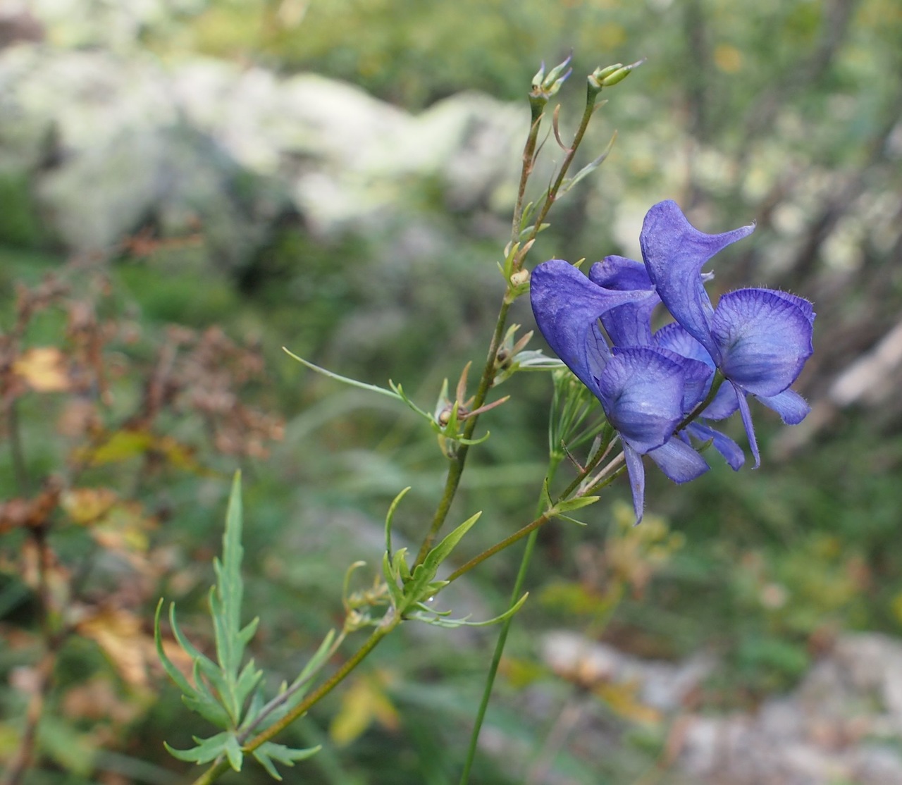 Изображение особи Aconitum nasutum.