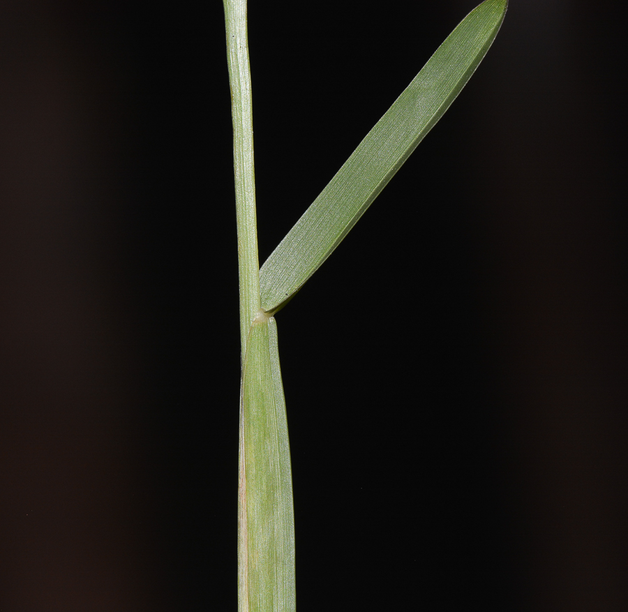 Изображение особи Stenotaphrum dimidiatum.