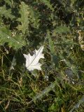 Cirsium euxinum