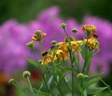 Helenium autumnale. Верхушки побегов с цветущими и развивающимися соцветиями. Московская обл., Раменский р-н, окр. дер. Хрипань, садовый участок. 04.08.2019.