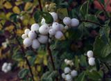 Symphoricarpos albus var. laevigatus