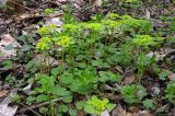 Chrysosplenium alternifolium