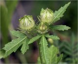 Hibiscus trionum