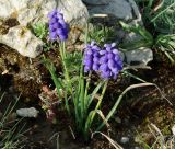 Muscari armeniacum