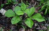 Rubus saxatilis