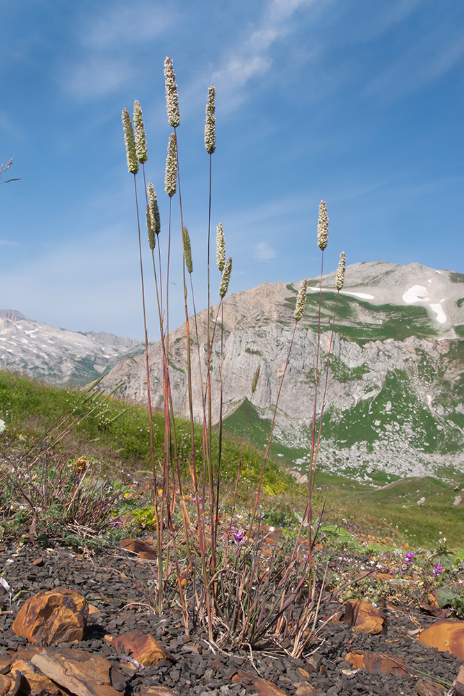 Изображение особи Phleum montanum.