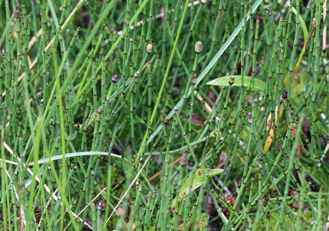 Изображение особи Equisetum variegatum.