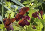 Oxalis stricta