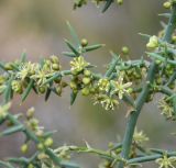 Asparagus horridus