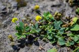 Medicago lupulina. Верхушка побега с соцветиями и соплодиями. Армения, обл. Лори, с. Ахпат, ≈ 1000 м н.у.м., на каменной плите. 24.06.2022.