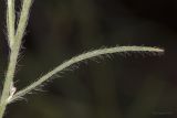 семейство Asteraceae