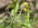 Hieracium glabriligulatum. Верхушка расцветающего растения. Мурманская обл., Кольский р-н, долина р. Титовка ниже автодороги А138 Мурманск — Печенга, Мельничные водопады, основание скалы у первого сверху водопада. 11.07.2023.