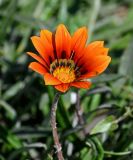 Gazania × hybrida. Соцветие. Египет, мухафаза Александрия, г. Александрия, в культуре. 02.05.2023.