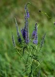 Veronica longifolia. Верхушка побега с соцветиями. Оренбургская обл., Кувандыкский гор. округ, окр. дер. Первое Юмагузино, луг. 05.07.2023.