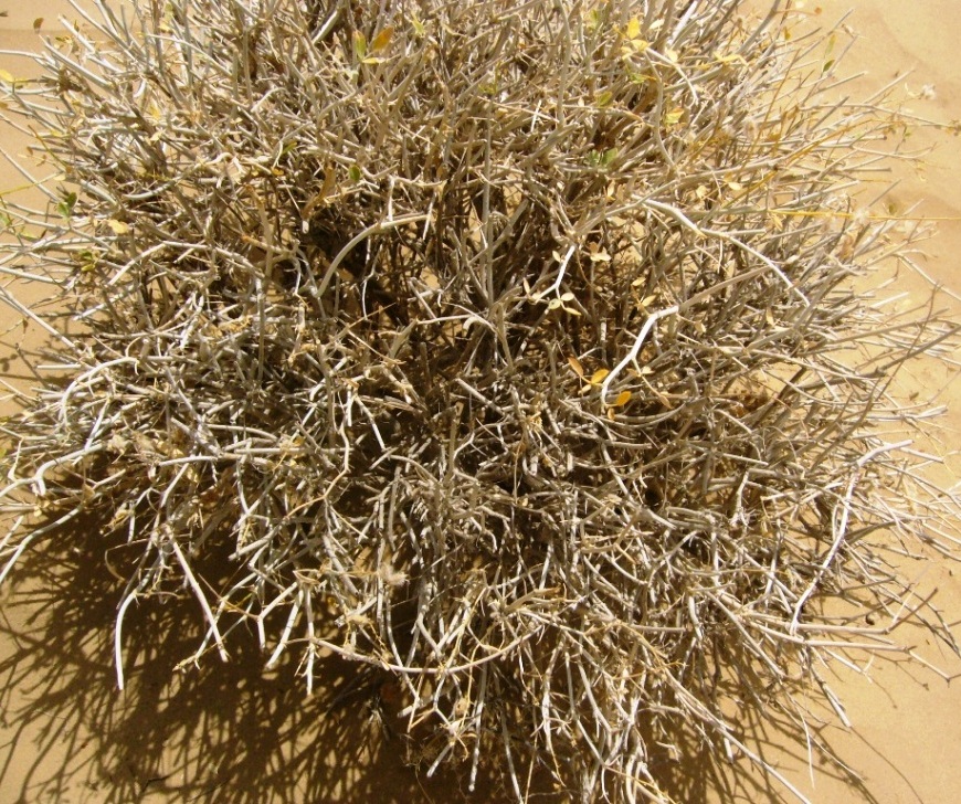 Image of Astragalus paucijugus specimen.