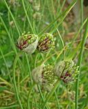 Allium longicuspis