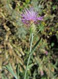 Centaurea diffusa