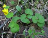 Viola biflora