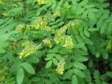 Astragalus secundus