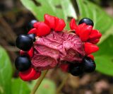 Paeonia obovata. Вскрывшийся зрелый плод. Приморский край, Спасский р-н, окр. с. Хвалынка, дубняк леспедециевый. 13.09.2013.