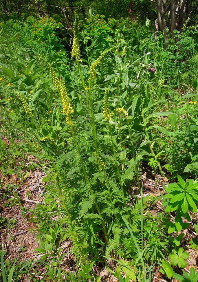 Изображение особи Pedicularis incarnata.