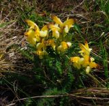 Pedicularis oederi. Цветущее растение. Красноярский край, Ермаковский р-н, природный парк \"Ергаки\", Ойский хр., выс. 1600 м н.у.м. 07.07.2013.