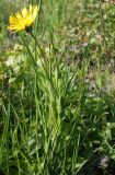 Tragopogon orientalis. Цветущее растение. Словения, окр. г. Постойна, луг у дороги. 09.05.2014.