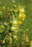 Rhinanthus vernalis. Соцветие (вид сбоку). Украина, Львовская обл., Дрогобычский р-н, г. Трускавец, Помярки, луг возле дороги на Трускавец. 10.06.2014.