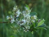 Salix myrsinifolia. Ветвь с соплодиями. Ленинградская обл., пойма р. Луга у дер. Кемка. 13.06.2009.